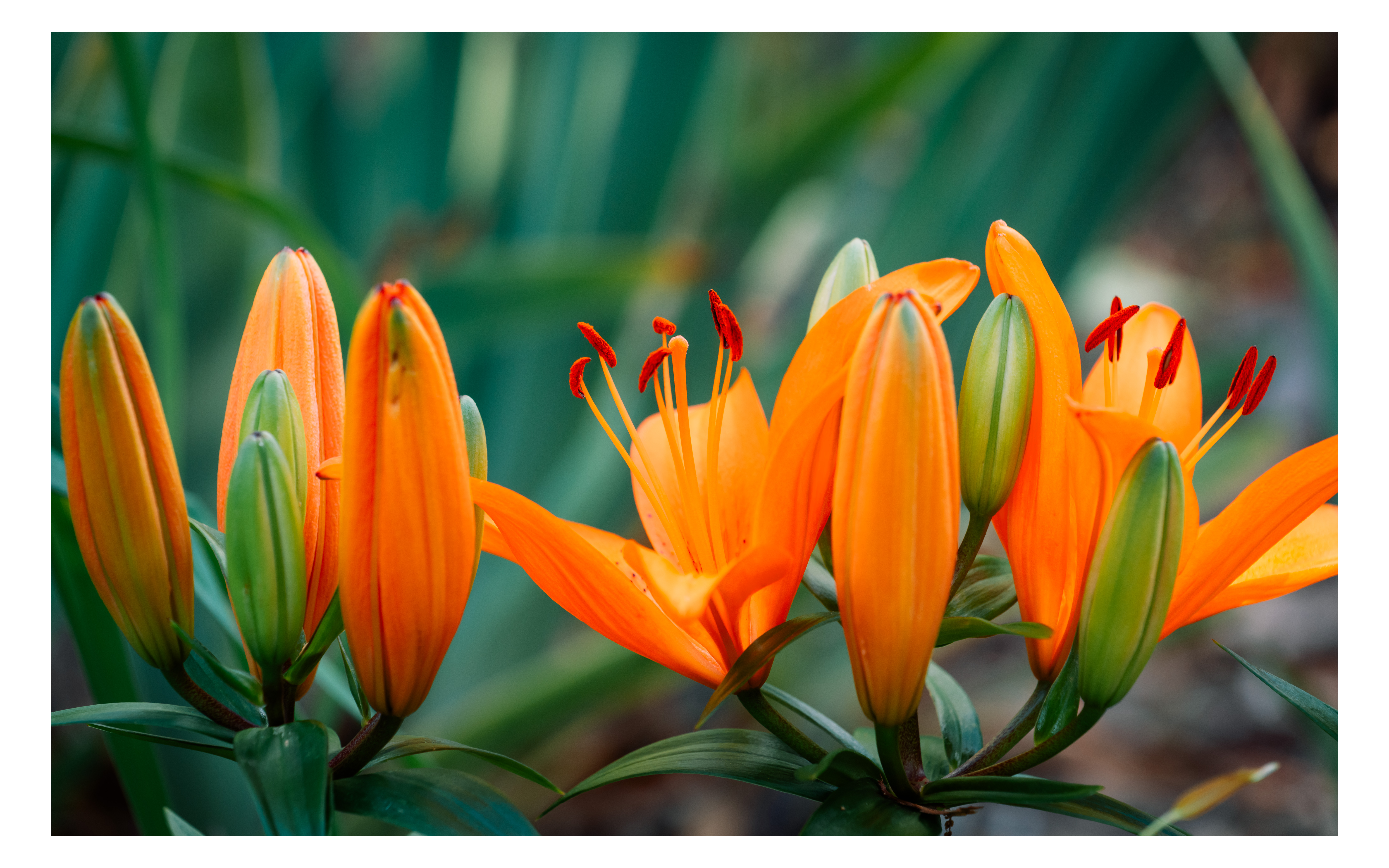 Orange Matrix Asiatic Lily in Bloom