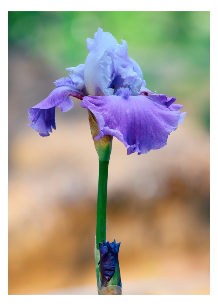 Blue and Purple Iris in Summer Bloom