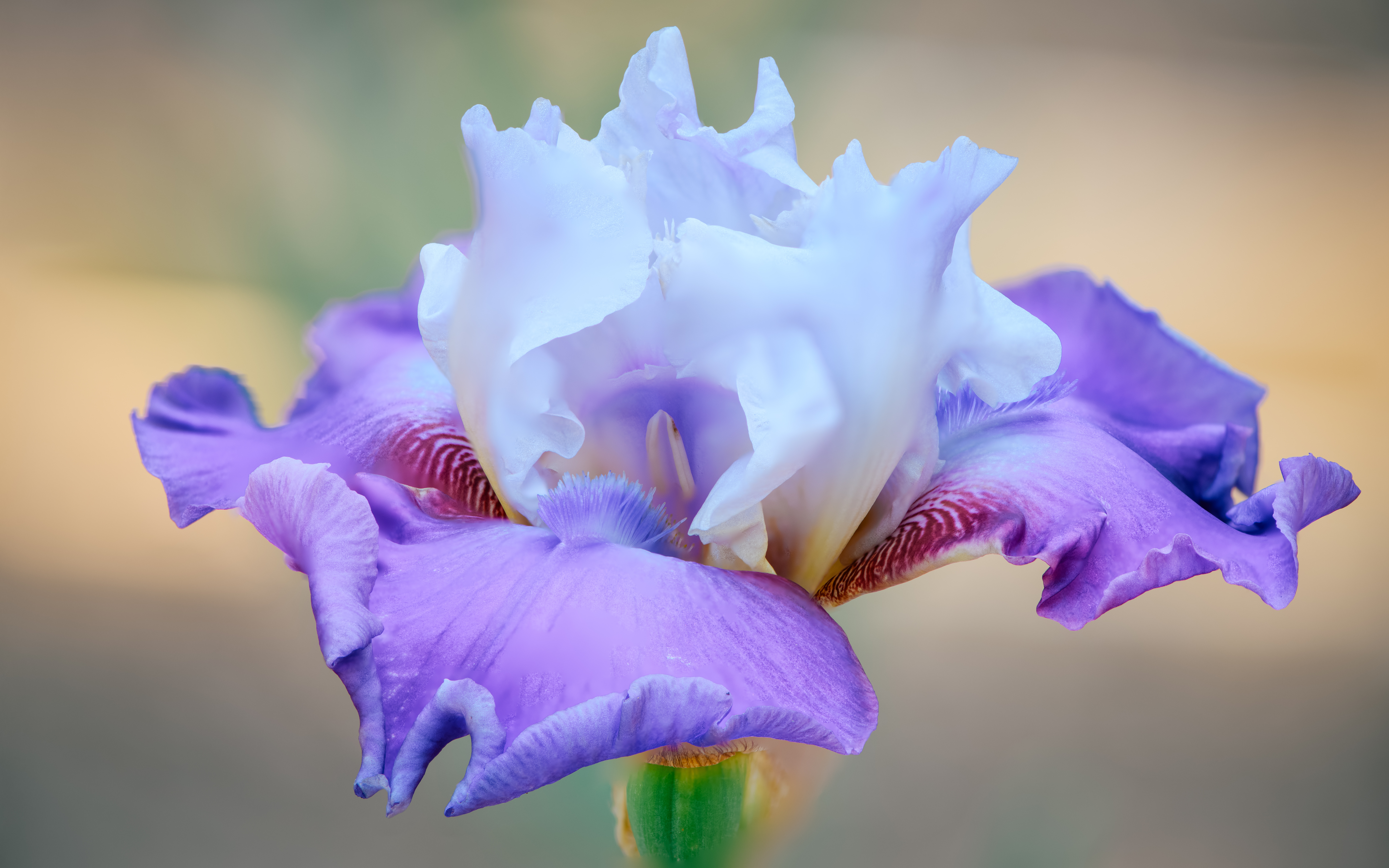 Purple and Light Blue Noid Iris in Summer Bloom