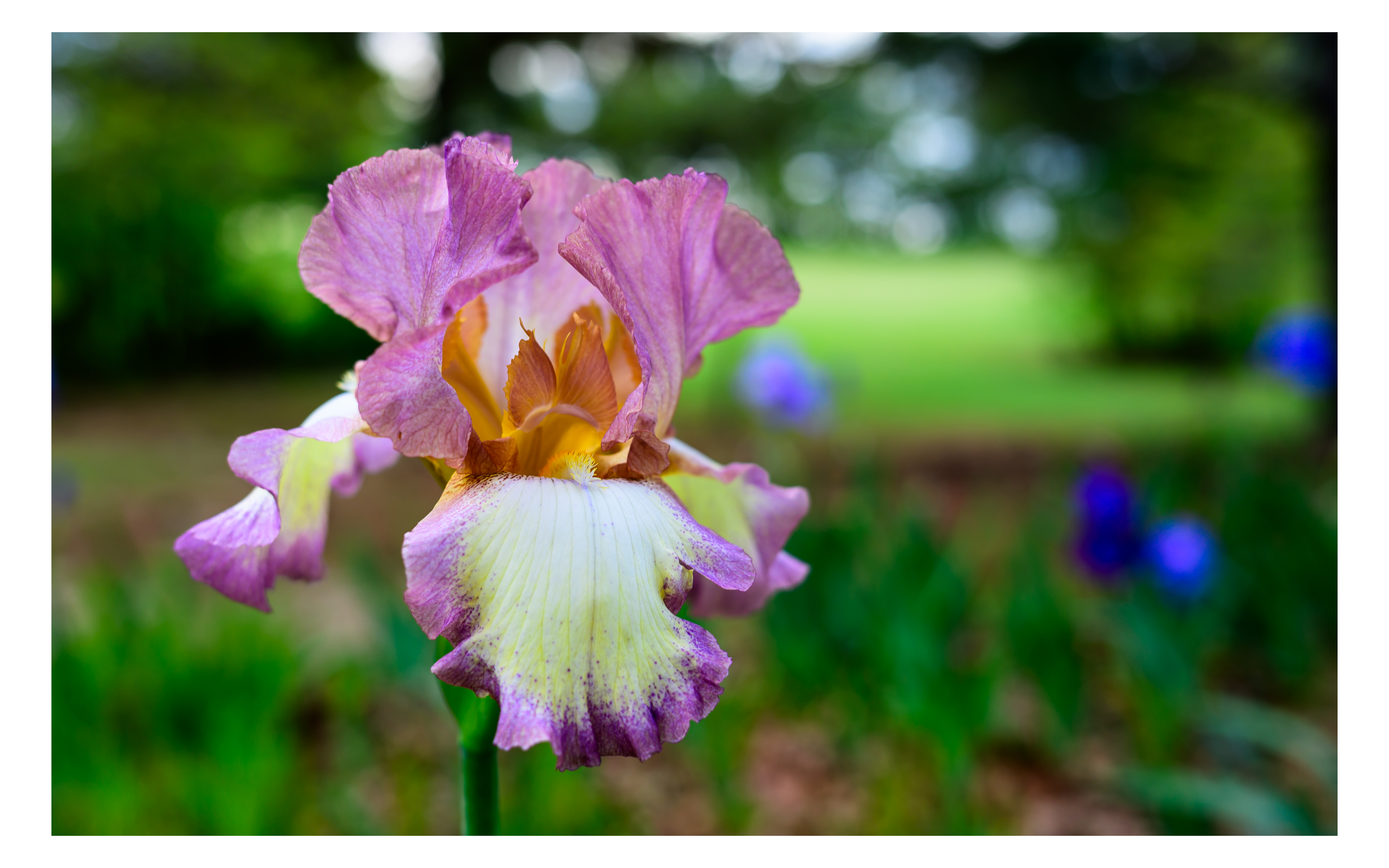 Pink and Yellow Tall Bearded Iris in Bloom