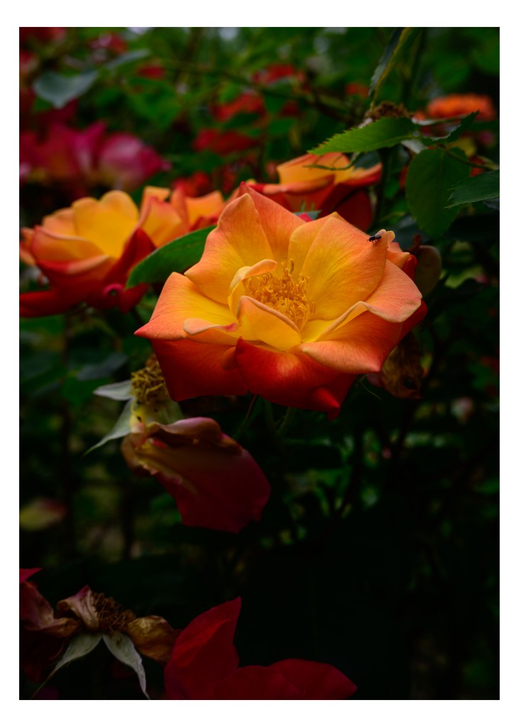 Drift Roses in Bloom
