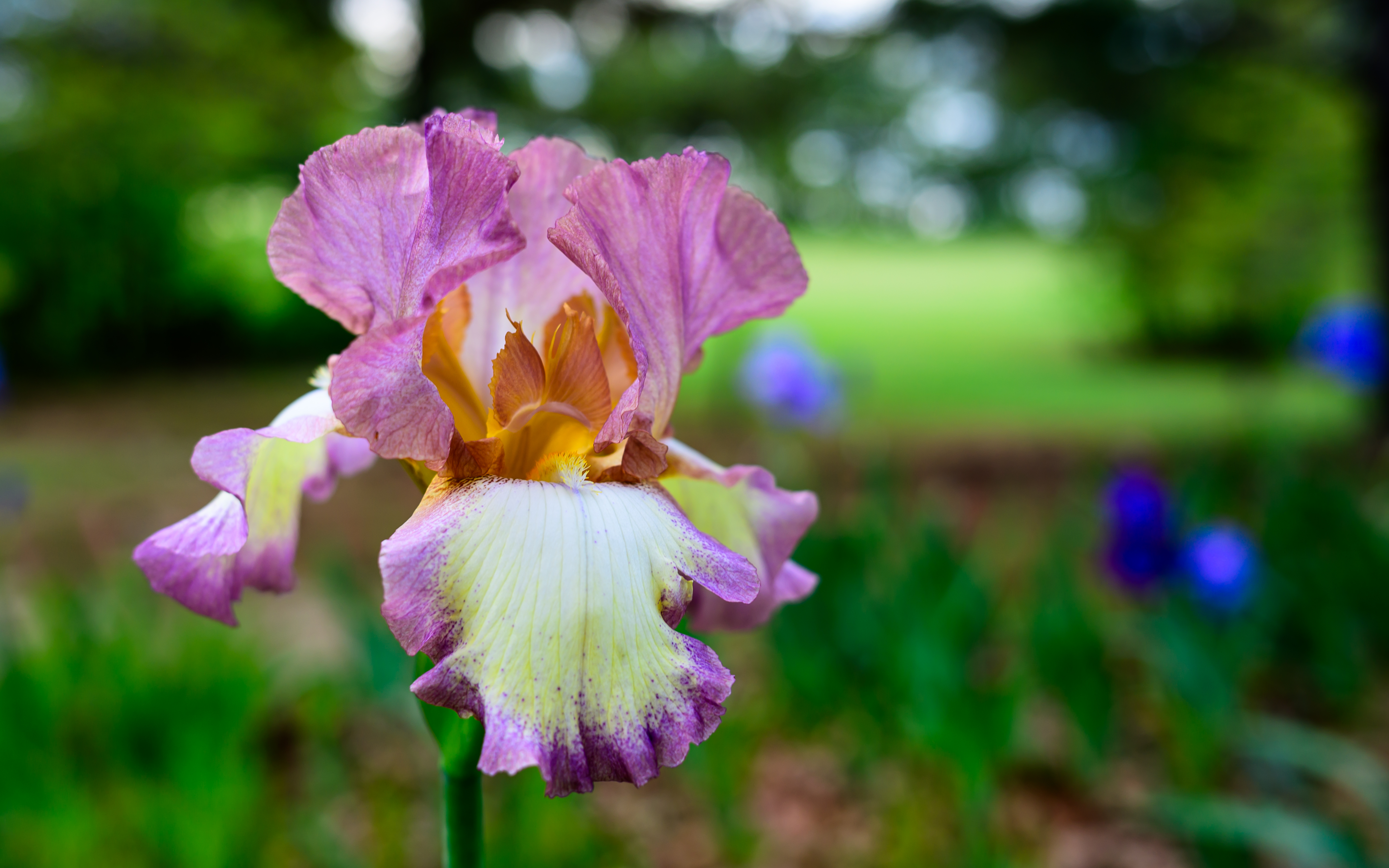 Pink and Yellow Tall Bearded Iris in Spring